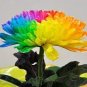 Rainbow Chrysanthemum Livingstone China Aster 200 Seeds