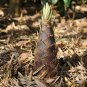 Heirloom China Moso Bamboo Shoots Tasty Vegetable 60 Seeds