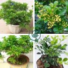 Aglaia Odorata Bonsai Rare Balcony Potted Plant Flower Bonsai 200 seeds