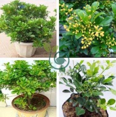 Aglaia Odorata Bonsai Rare Balcony Potted Plant Flower Bonsai 200 seeds
