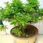Aglaia Odorata Bonsai Rare Balcony Potted Plant Flower Bonsai 200 seeds