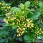 Aglaia Odorata Bonsai Rare Balcony Potted Plant Flower Bonsai 200 seeds