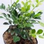 Aglaia Odorata Bonsai Rare Balcony Potted Plant Flower Bonsai 200 seeds