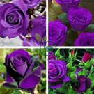 Yunnan Purple Rose Plant 100 Seeds