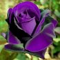 Yunnan Purple Rose Plant 100 Seeds