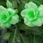 Bright Green Adenium Desert Rose Flower 4 Seeds