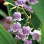 Rare 'Feng Die' Pink Lily of the valley Convallaria majalis Perennial Flower 100 Seeds