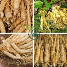 Chinese/korean Panax Ginseng Seeds Asian Fresh for Planting 20 Seeds