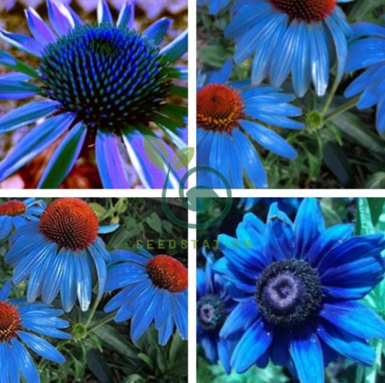 Rare 'Yangko' Light Blue Echinacea Purpurea 200 Seeds