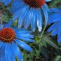 Rare 'Yangko' Light Blue Echinacea Purpurea 200 Seeds