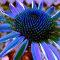 Rare 'Yangko' Light Blue Echinacea Purpurea 200 Seeds