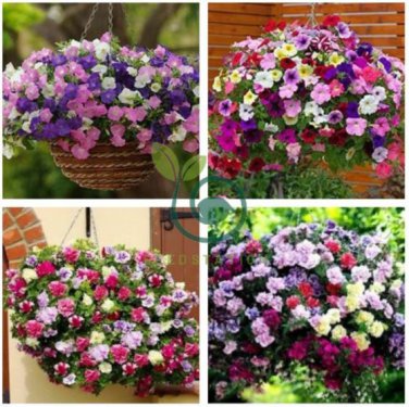 'Mudan' Hanging Mixed Double Petunia Hybrid 400 Seeds