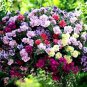 'Mudan' Hanging Mixed Double Petunia Hybrid 400 Seeds