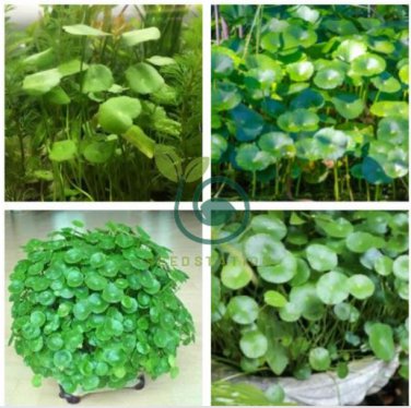 Hydrocotyle Vulgaris Seeds Potted 200 Seeds