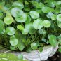 Hydrocotyle Vulgaris Seeds Potted 200 Seeds