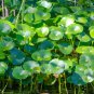 Hydrocotyle Vulgaris Seeds Potted 200 Seeds