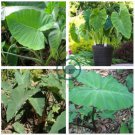 Green Giant Taro seeds Indoor 40 Seeds