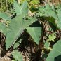 Green Giant Taro seeds Indoor 40 Seeds