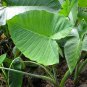 Green Giant Taro seeds Indoor 40 Seeds