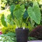 Green Giant Taro seeds Indoor 40 Seeds