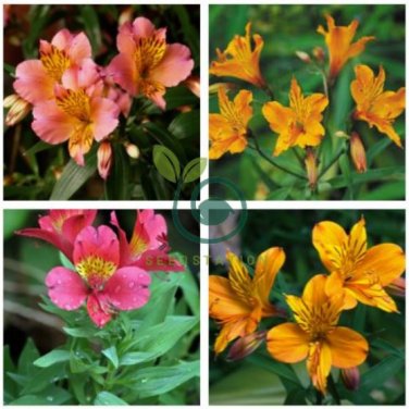 Rare Peruvian Lily Alstroemeria Flower 200 Seeds