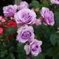 'Pu bu' Purple Big Blooms Climbing Rose 100 Seeds