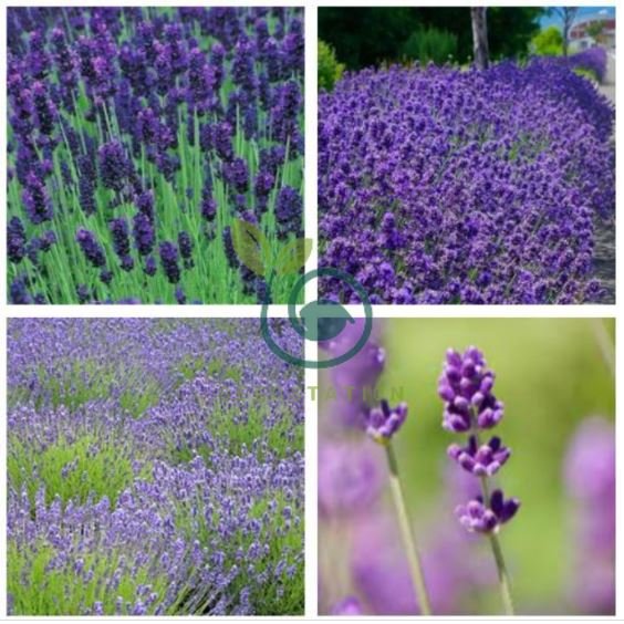 English Lavender Hidcote Lavandula angustifolia 200 Seeds