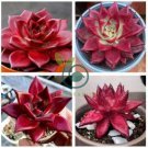 Echeveria agavoides Romeo Rubin Succulent Plant 100 Seeds