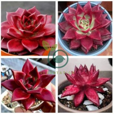 Echeveria agavoides Romeo Rubin Succulent Plant 100 Seeds