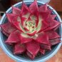 Echeveria agavoides Romeo Rubin Succulent Plant 100 Seeds