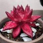Echeveria agavoides Romeo Rubin Succulent Plant 100 Seeds