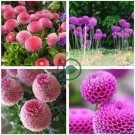 Giant Allium Giganteum Globemaster Beautiful Flower 200 Seeds
