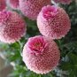 Giant Allium Giganteum Globemaster Beautiful Flower 200 Seeds