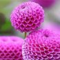 Giant Allium Giganteum Globemaster Beautiful Flower 200 Seeds