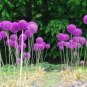 Giant Allium Giganteum Globemaster Beautiful Flower 200 Seeds