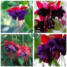 Double Petals Fuchsia Bonsai Potted Flower 200 Seeds