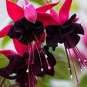 Double Petals Fuchsia Bonsai Potted Flower 200 Seeds