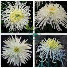 White Spider Chrysanthemum Bonsai Flowers 100 Seeds