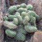 Mix Cactus Echinopsis Tubiflora Ball Cactus Perennial Succulent Plants Bonsai 20 Seeds