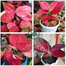 Beautiful Aglaonema 'Pink Dud' Mosaic Plants Flower 200 Seeds