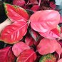 Beautiful Aglaonema 'Pink Dud' Mosaic Plants Flower 200 Seeds
