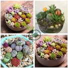 Exotic Mini Succulent Cactus Rare Succulent Perennial Herb Plants 400 Seeds
