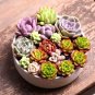 Exotic Mini Succulent Cactus Rare Succulent Perennial Herb Plants 400 Seeds