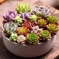 Exotic Mini Succulent Cactus Rare Succulent Perennial Herb Plants 400 Seeds