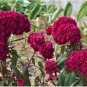 Amish Heirloom Indiana Giant Cockscomb 160 Seeds