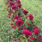 Amish Heirloom Indiana Giant Cockscomb 160 Seeds