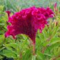 Amish Heirloom Indiana Giant Cockscomb 160 Seeds