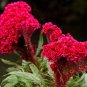 Amish Heirloom Indiana Giant Cockscomb 160 Seeds