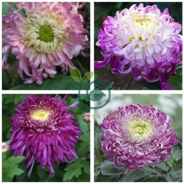 Light Purple White Color Chrysanthemum 200 Seeds