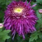 Light Purple White Color Chrysanthemum 200 Seeds